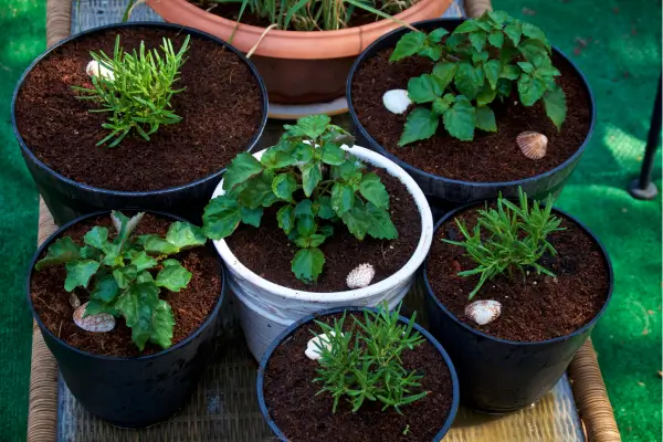 Ervas Medicinais no Jardim: Monte uma Horta Funcional e Aromática