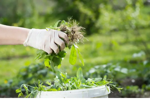 Como Fazer Compostagem Doméstica para Nutrir Sua Horta