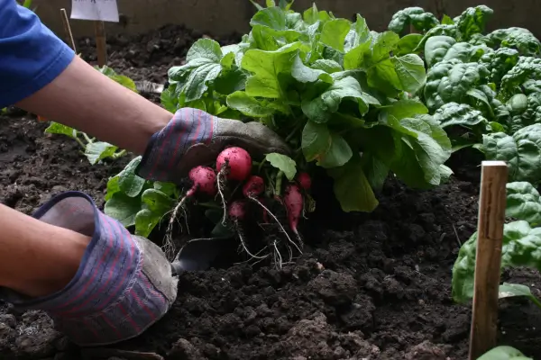 Colheita na Mesa: Receitas Criativas com Ingredientes da Sua Horta