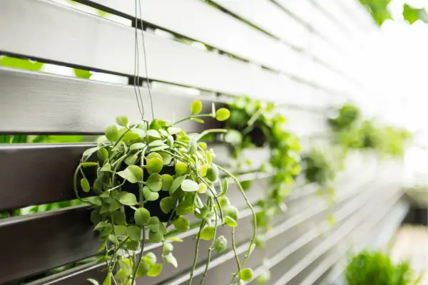 Como Manter Seu Jardim Vertical Saudável o Ano Todo