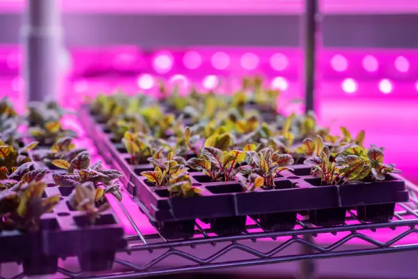  Como Aproveitar o Clima da Sua Região para Ter uma Horta Vertical Produtiva o Ano Todo